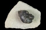 Ordovician Gastropod Fossil - Morocco #164080-1